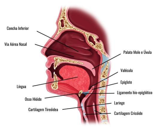 Anatomia das Vias Aéreas