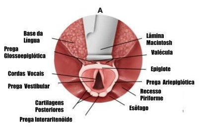 Anatomia das Vias Aéreas (1)
