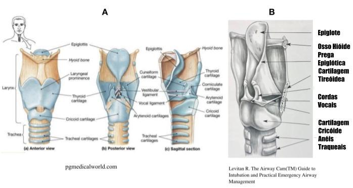 Anatomia-das-Vias-Aéreas-2.jpg